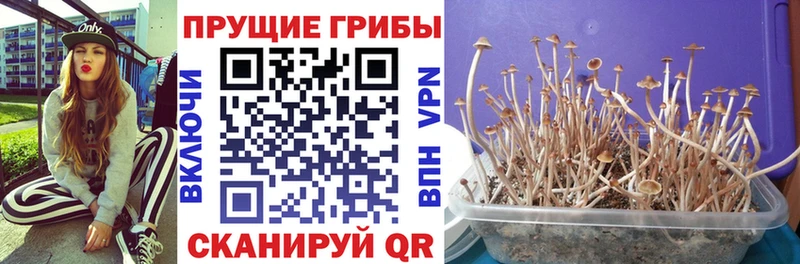 hydra   Окуловка  Псилоцибиновые грибы ЛСД 